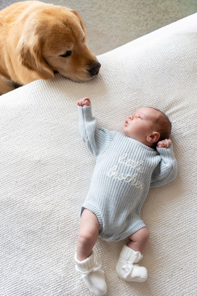 Golden retriever resting its head near a newborn baby in a light blue "little brother" onesie, lying on a white blanket.